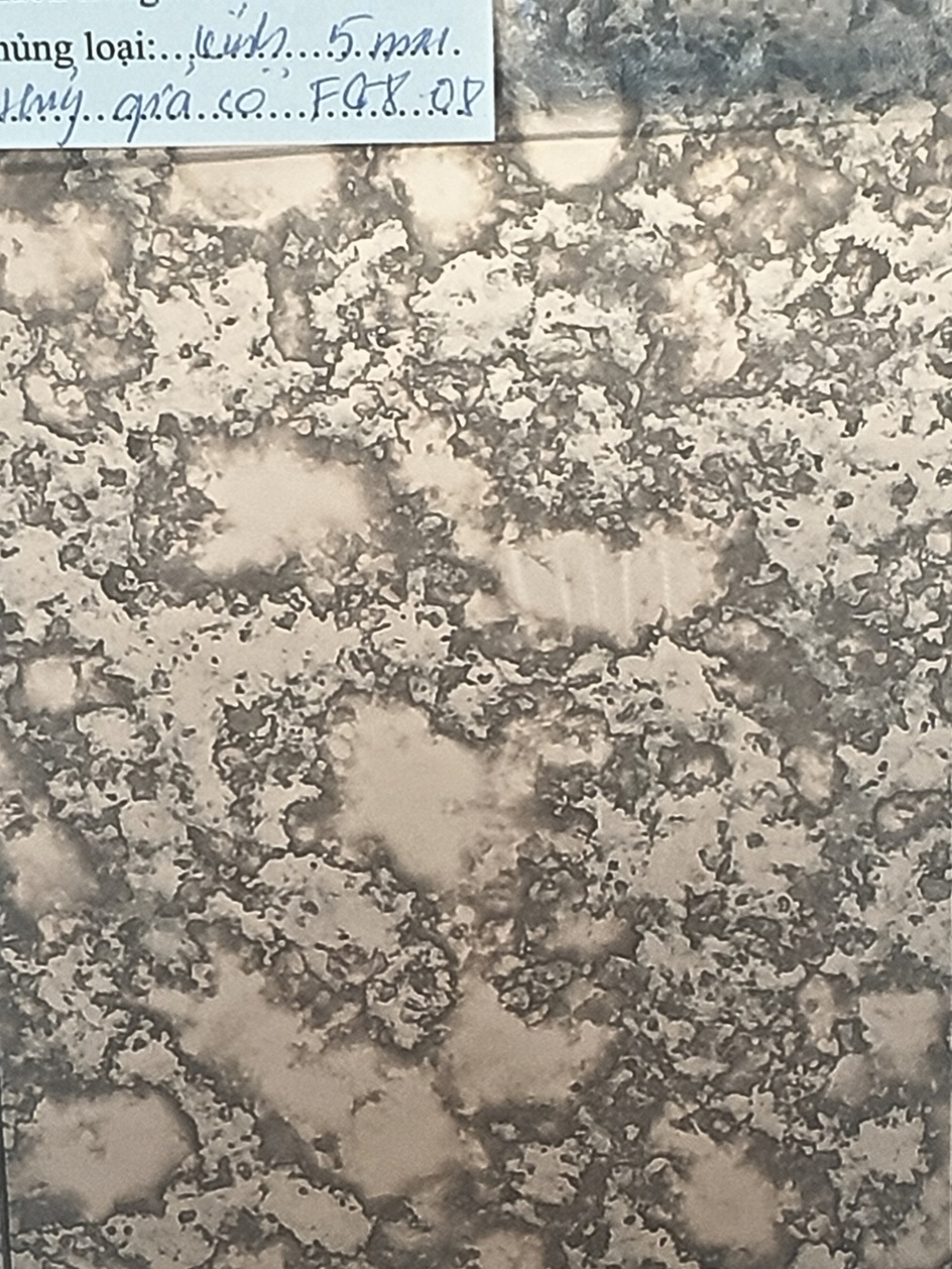 Kính thủy giả cổ FG8